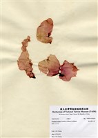 藏品(楔基角叉藻)的圖片